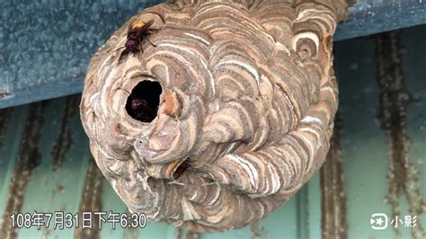 坤龍狗 家裡有虎頭蜂窩代表什麼
